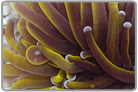 Gold Torch Coral